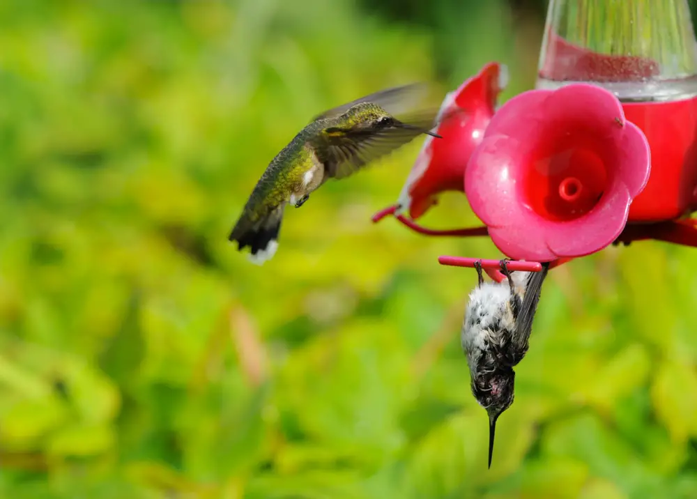 hummingbird torpor