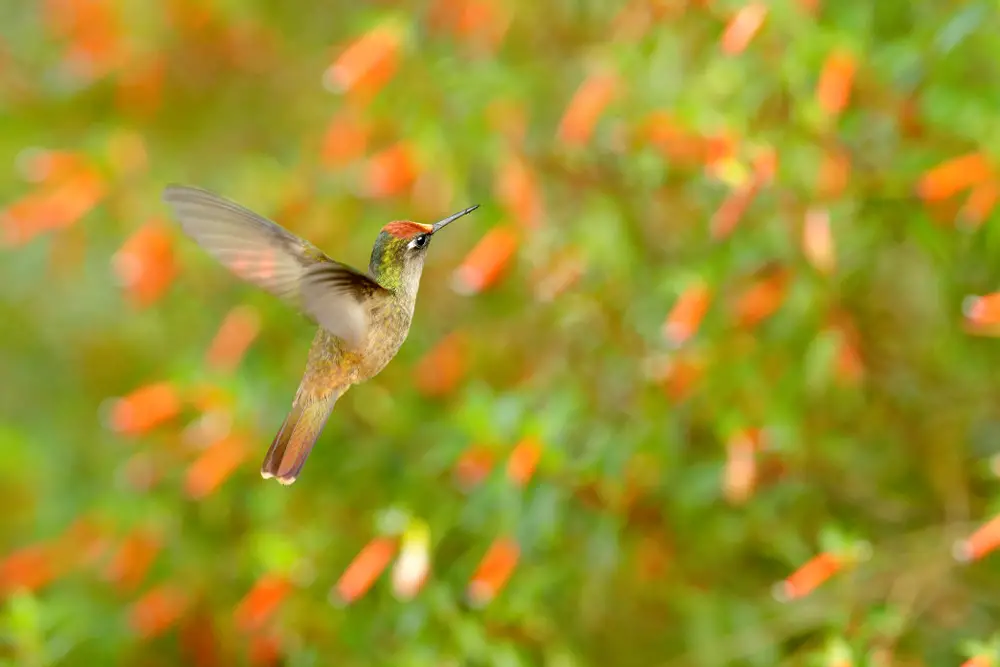 Santa Marta Blossomcrown Hummingbird (vulnerable hummingbird species)