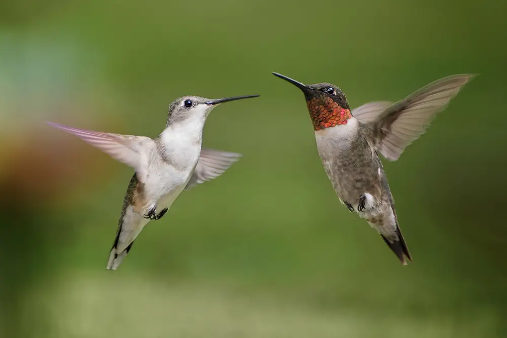 hummingbird mating