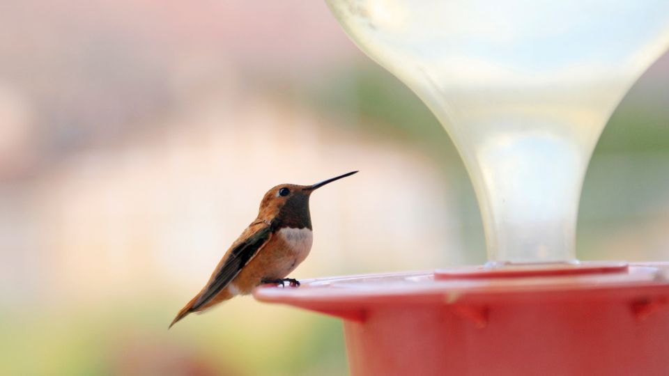 when to put hummingbird feeder out