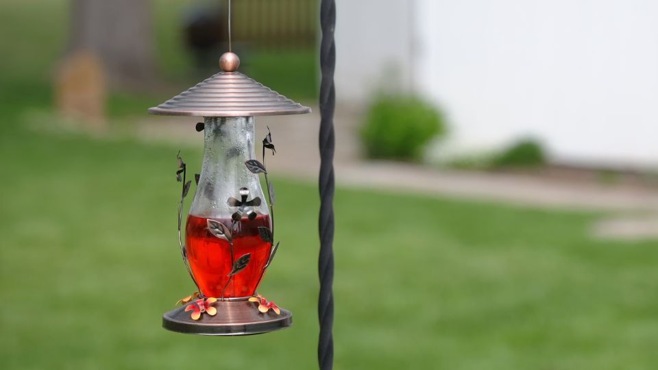 when-to-put-hummingbird-feeders-out