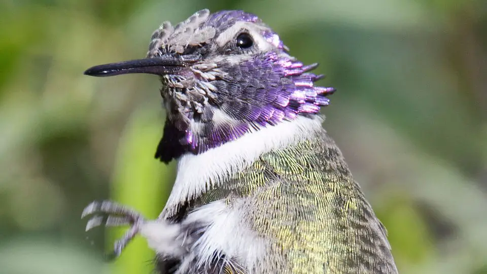 hummingbird molting