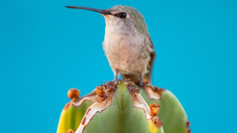 best books about hummingbirds