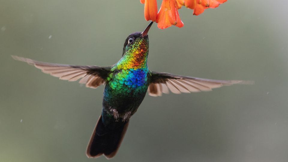 Lampornithini is one of the three tribes that make up the subfamily Trochilinae in the hummingbird family