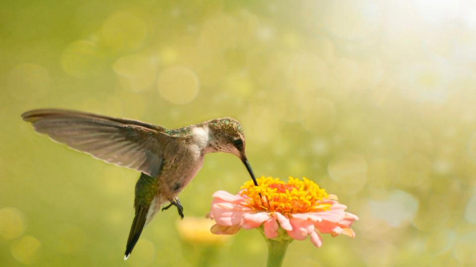 are hummingbirds pollinators