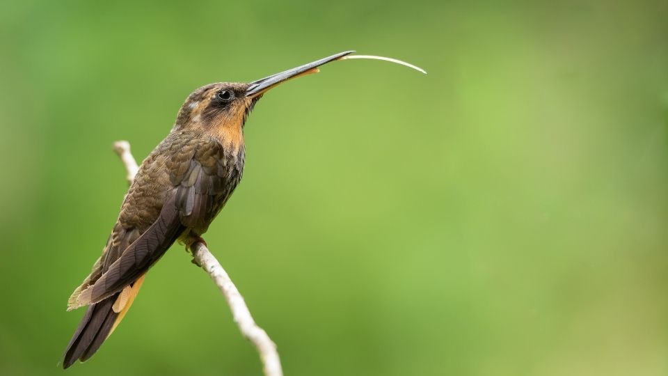 saw billed hummingbird