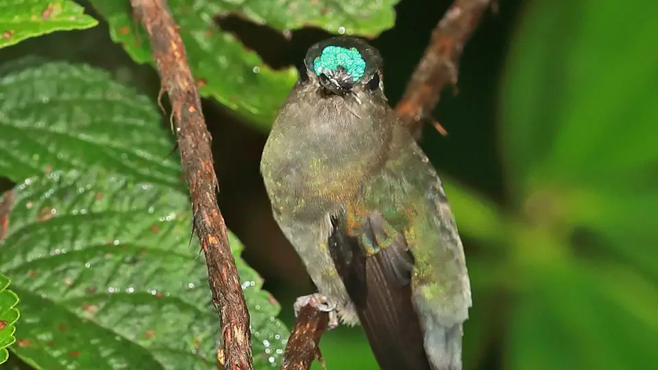 Blue-fronted lancebills (Doryfera johannae)