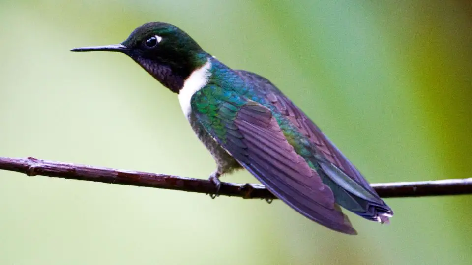 Amethyst-throated sunangel hummingbird