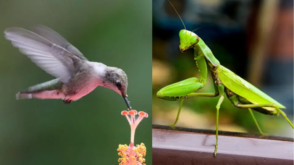 Do Praying Mantises Kill Hummingbirds