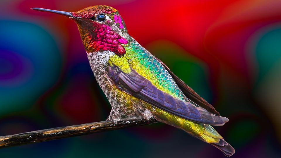 hummingbird folklore