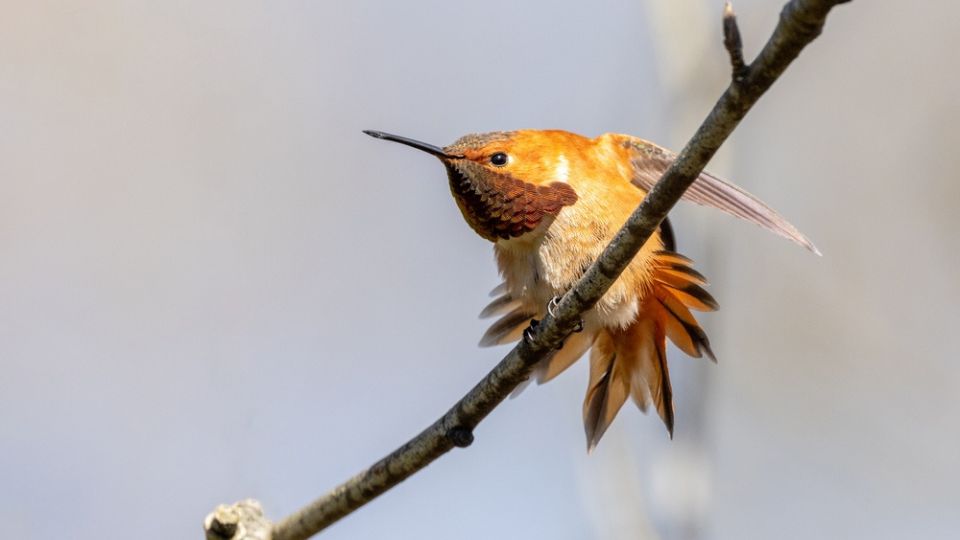 Yellow rufous hummingbird on a branch