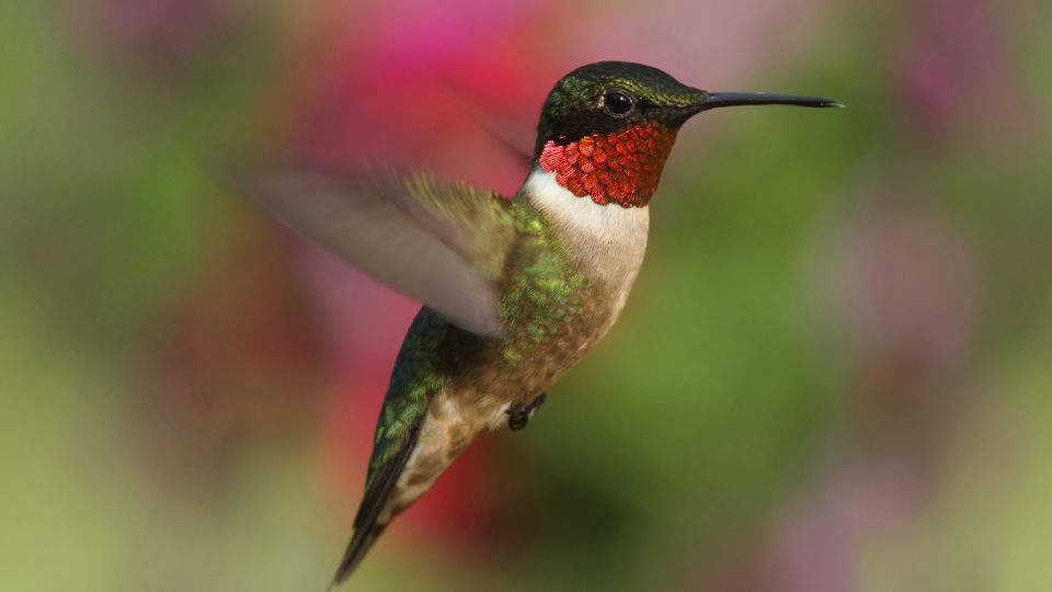Ruby-Throated Hummingbirds in Minnesota