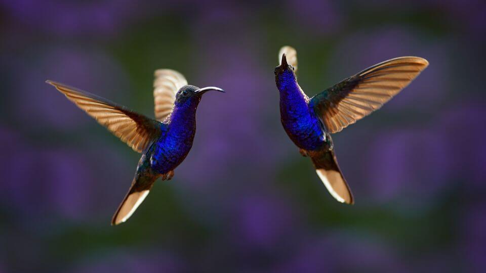 Mexican Violetear hummingbirds in minnesota