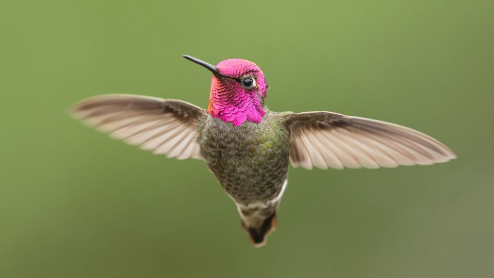 Anna's Hummingbirds in Minnesota