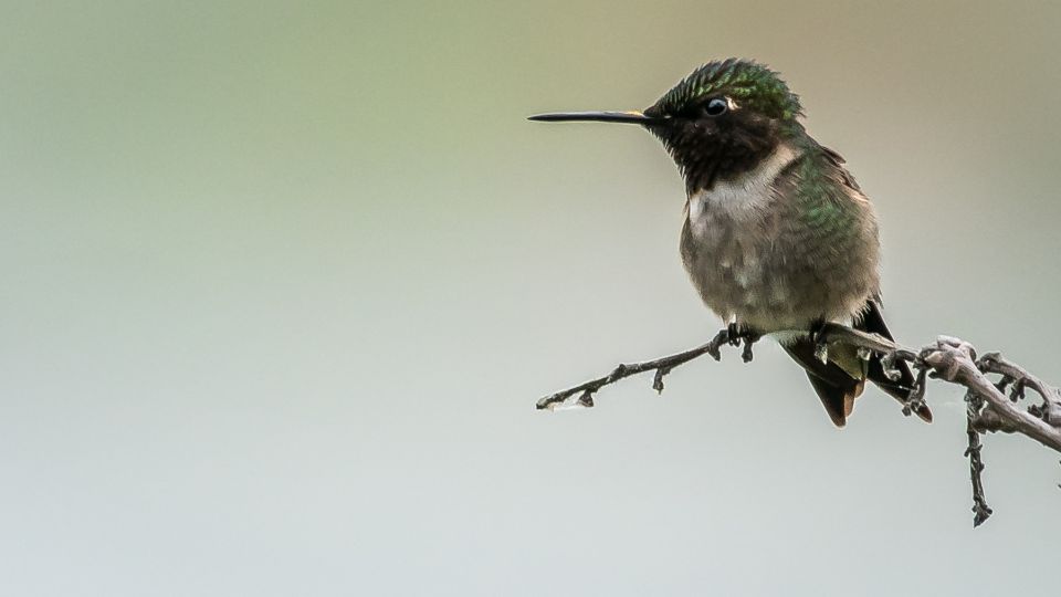 What Is The Purpose of A Hummingbird's Molt?