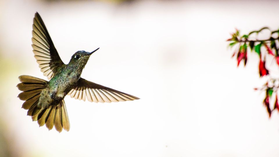 deep dive into the habitats, range maps, breeding habits, and nitty-gritty facts about your backyard Hummingbirds