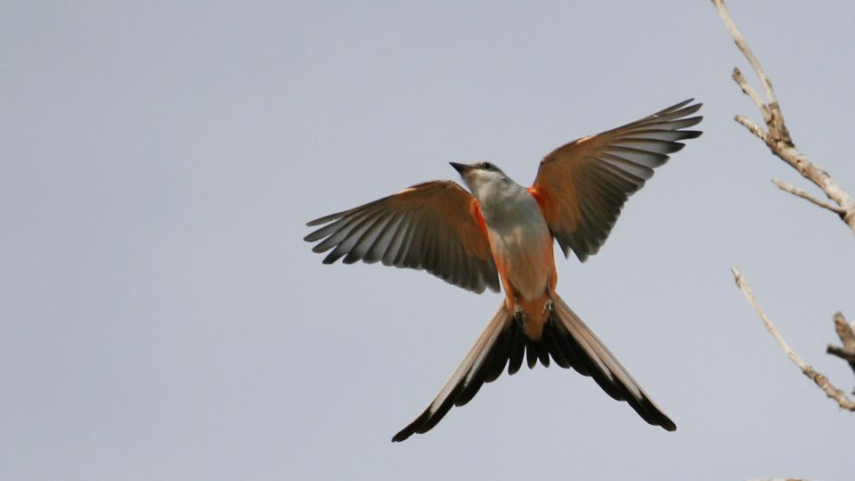 scissor-tailed hummingbird