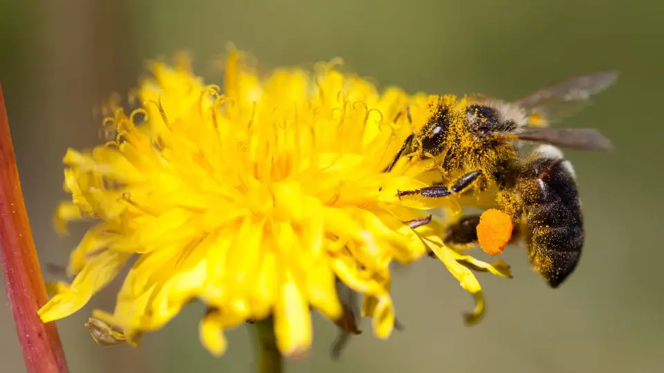  Bees can replace hummingbirds pollinators