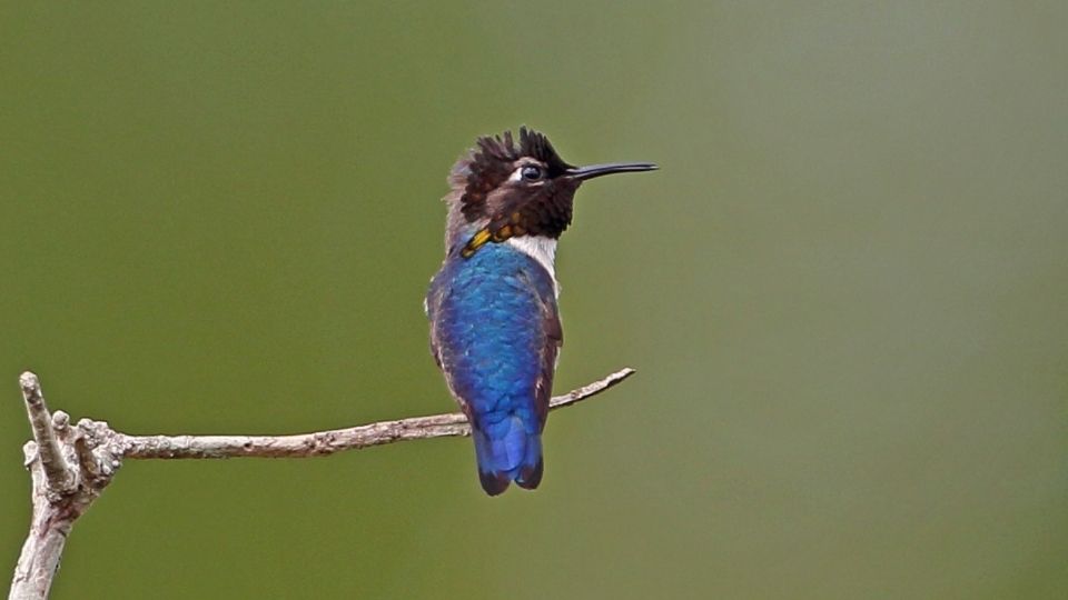 bee hummingbirds