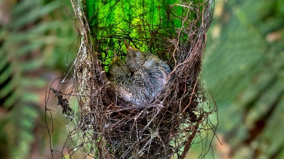 Nest with two white-tipped sicklebill hummingbird babies