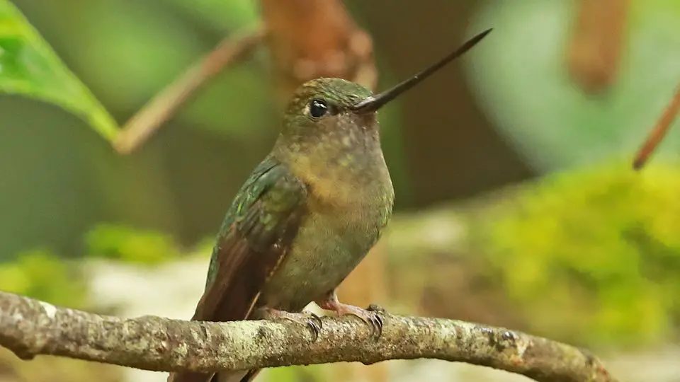 Green-fronted lancebill (Doryfera ludovicae)