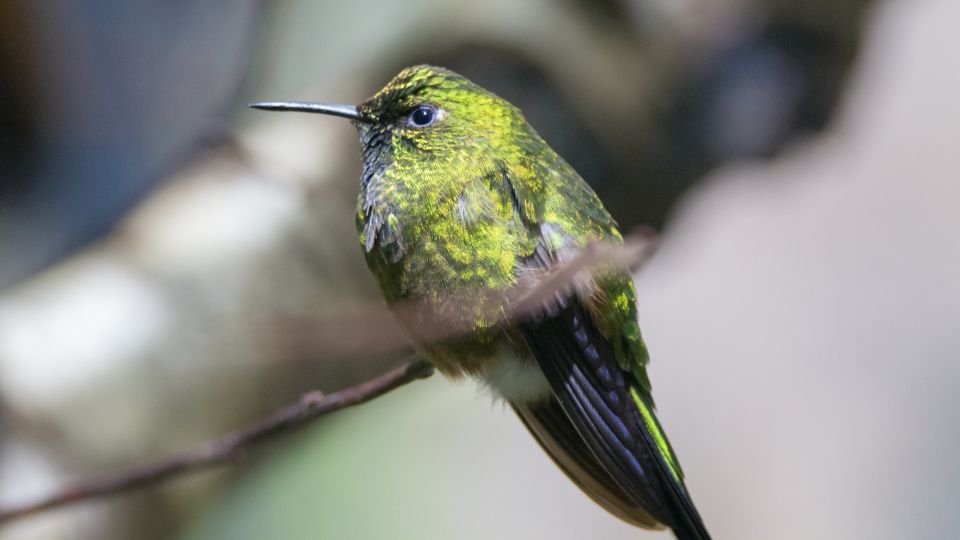 Purple-throated sunangel hummingbird