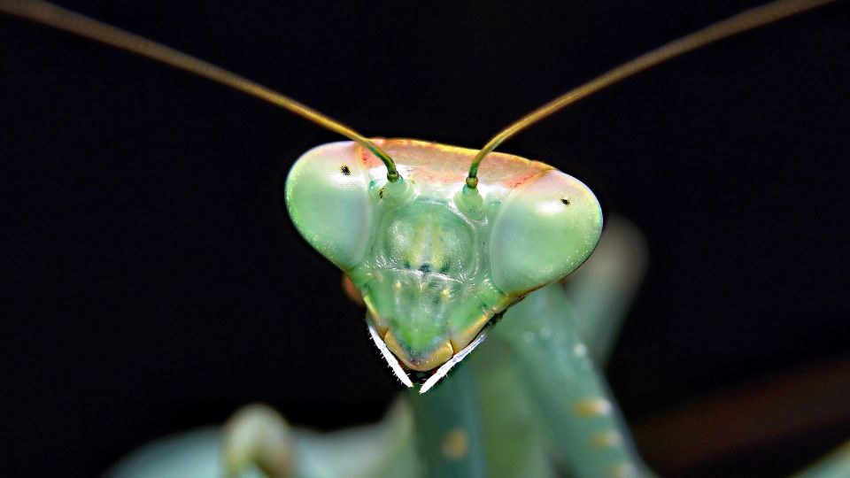 Do Praying Mantises Kill Hummingbirds close up