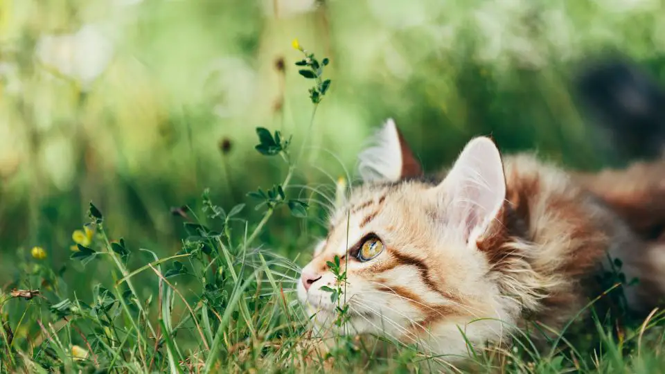 Hummingbird's most notorious predator is the feral cat