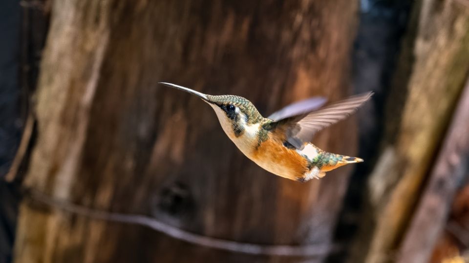 when do hummingbirds leave upstate new york