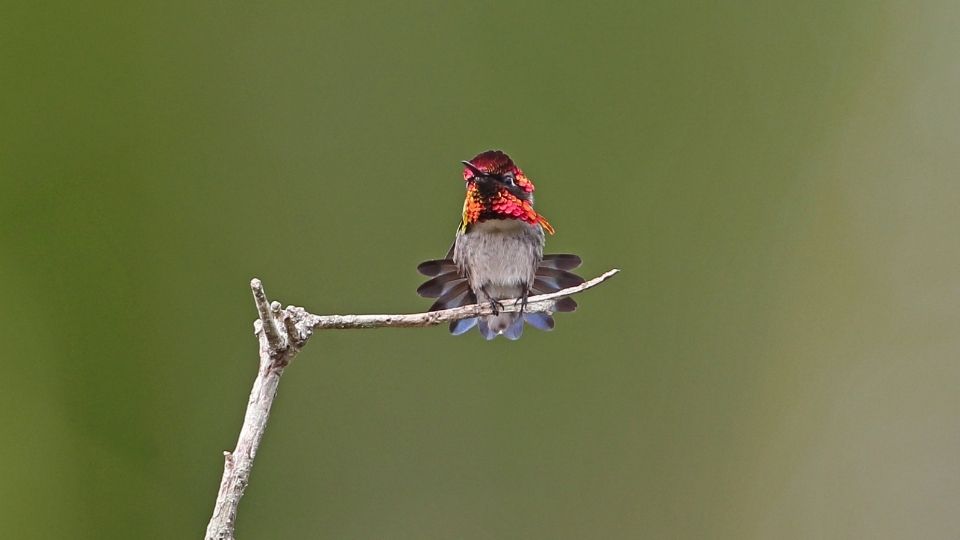 bee hummingbird Mellisugini