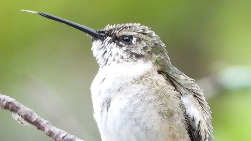 Is the Hummingbird gorget affected by the molting?