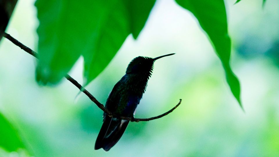 Keeping a field guide to Hummingbirds close at hand is essential for Hummingbird enthusiasts