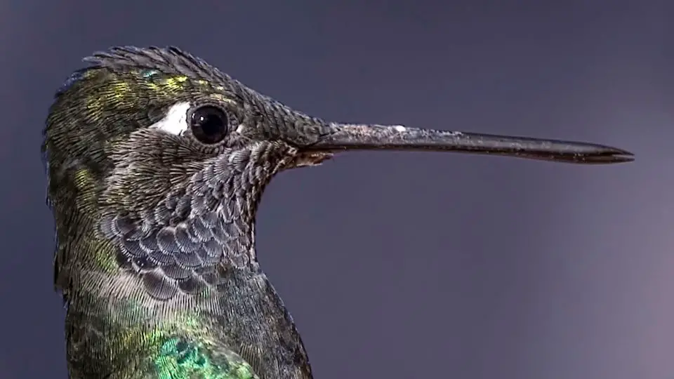 Rivoli's hummingbirds 