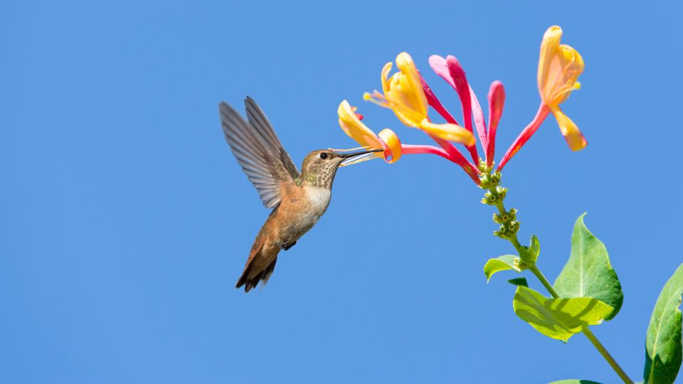 are hummingbirds pollinators