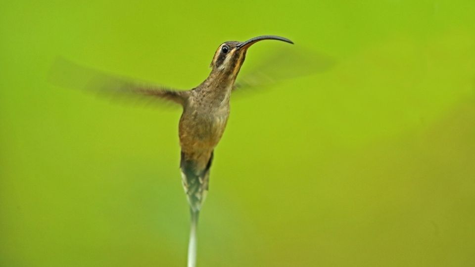 Long-billed hermit hummingbird