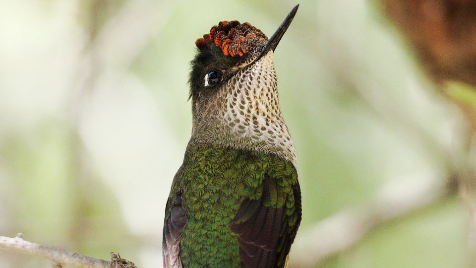Green-backed firecrown hummingbird