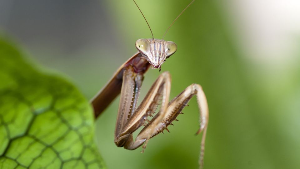 hunting praying mantis