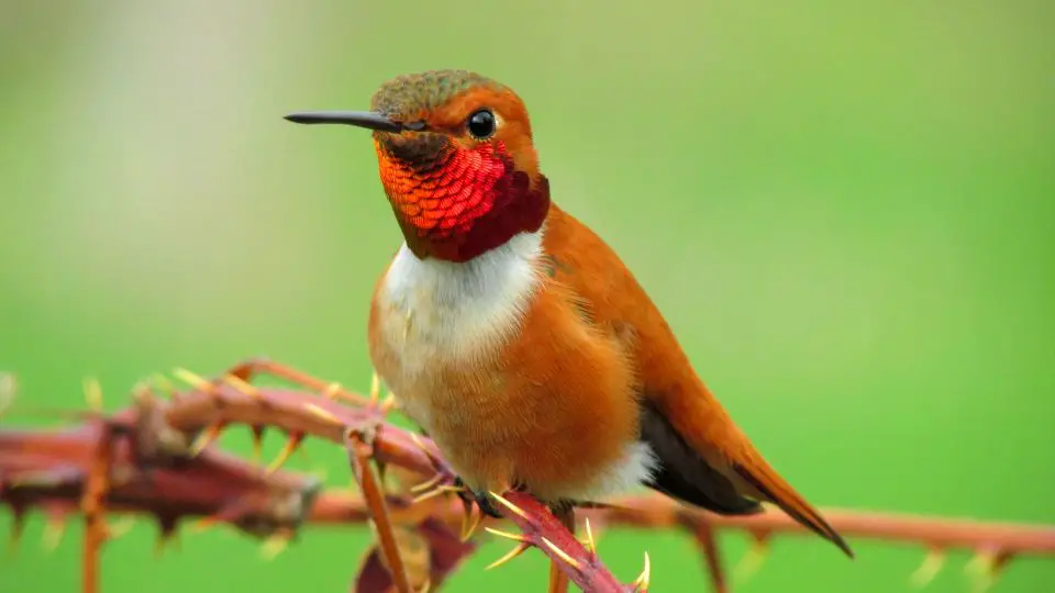 Are Hummingbirds Hard To Photograph?