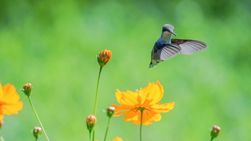 Female Ruby-throated Hummingbird flying near yellow flower