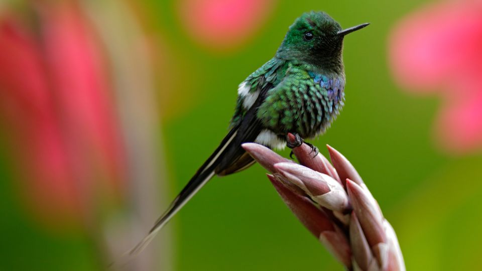 Green thorntail hummingbird