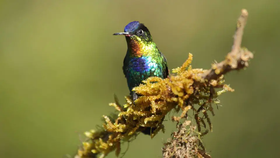 Fiery-throated hummingbird