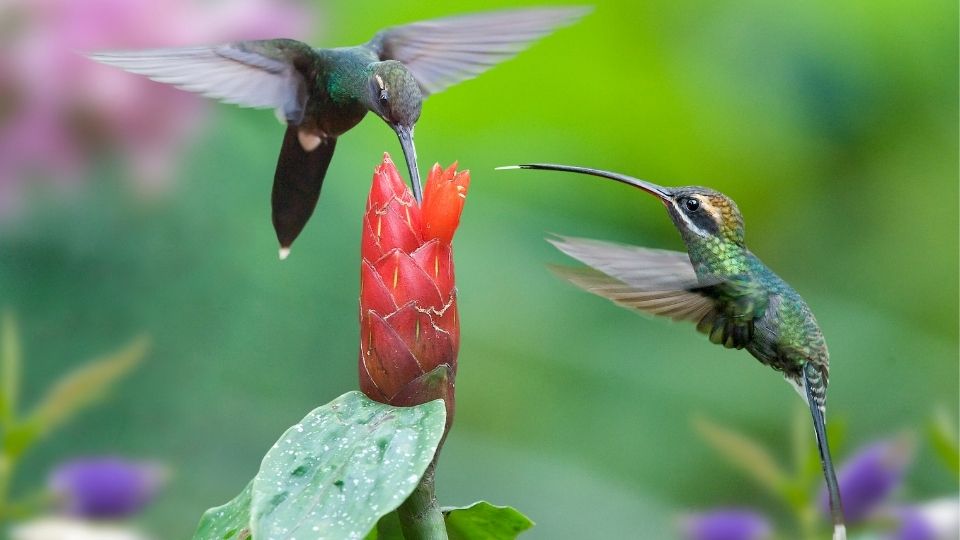 hermit hummingbirds