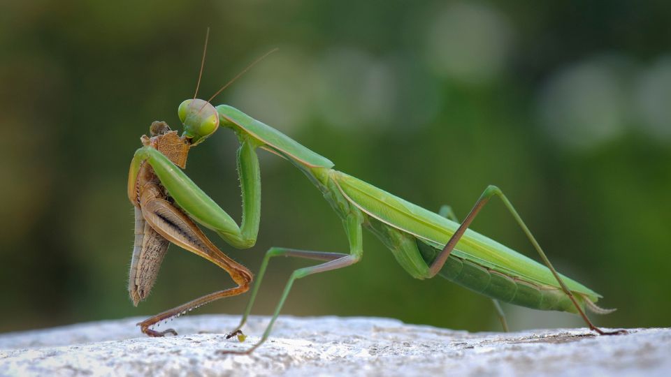 praying mantis eating grasshopper