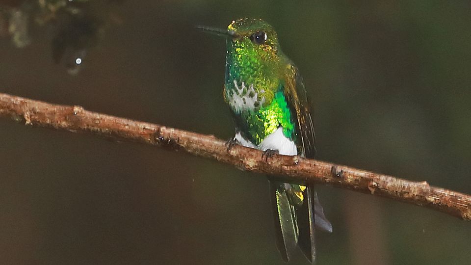 emerald bellied puggleghummingbird