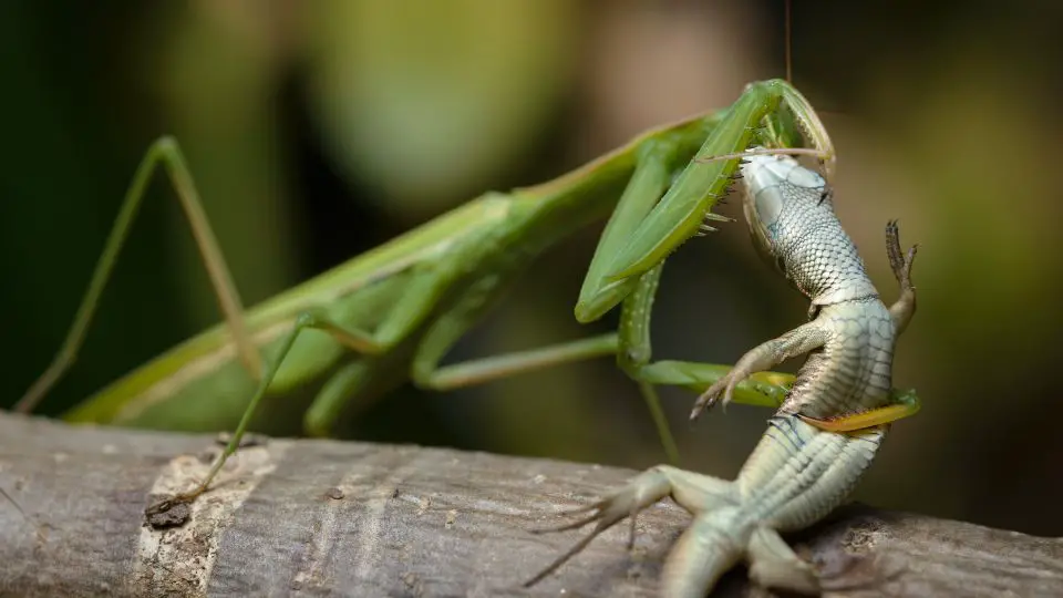 ruby throated hummingbird predators praying mantis