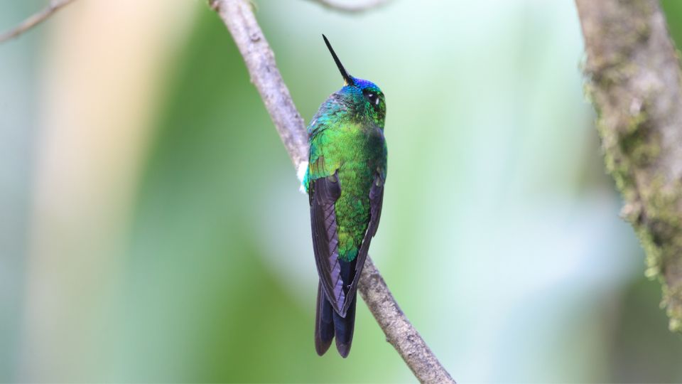 This tribe was named Heliantheinae by naturalist Ludwig Reichenbach in 1854. The species of hummingbirds in this tribe are also called brilliants