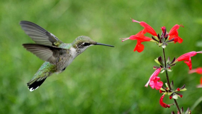 Hummingbird Festivals 2023: The Best Hummingbird Festival To Visit ...