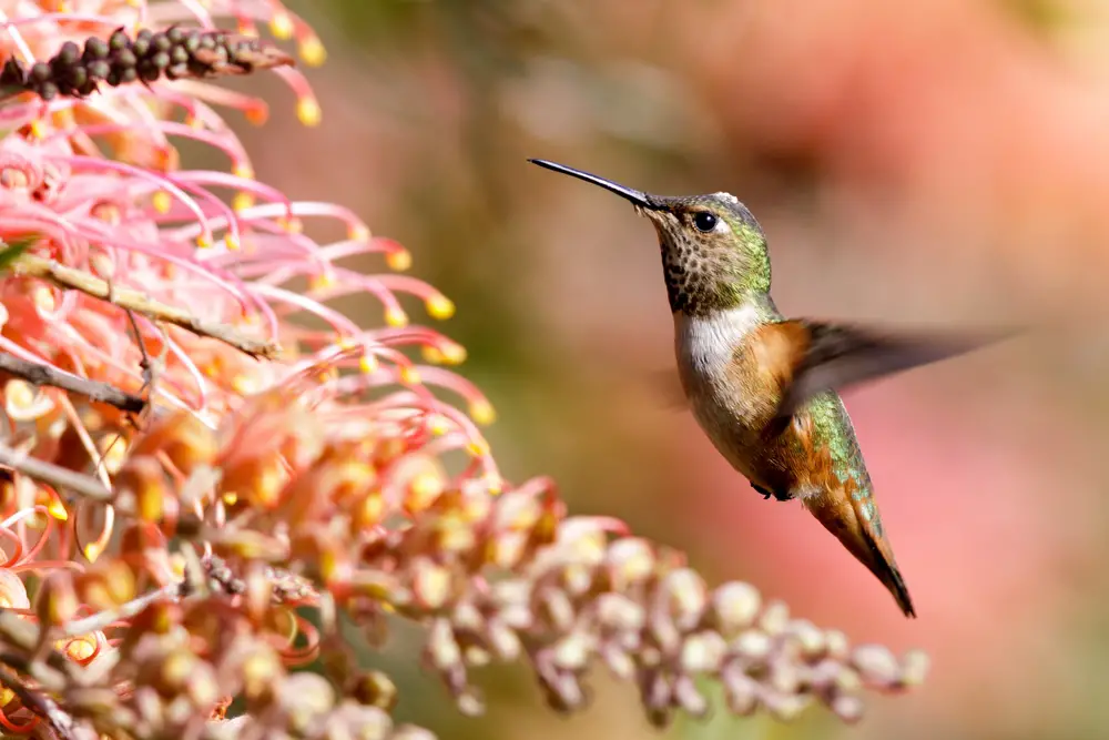 Allen's Hummingbird flying to feed near flowers