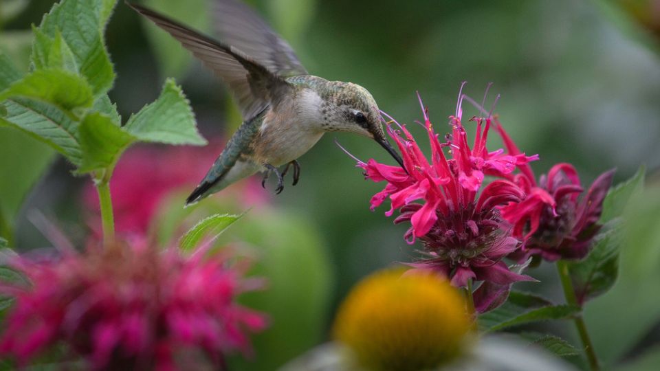 bee balm hummingbird