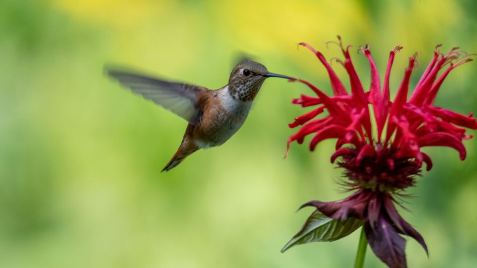 Rufous Hummingbird Flying while Feeding on Red Bee Balm